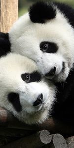 Animals,Pandas