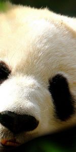 Animaux,Pandas