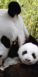 Pandas,Animaux