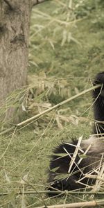 Pandas,Animaux