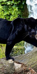 Animals,Panthers