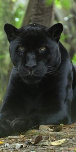 Animals,Panthers