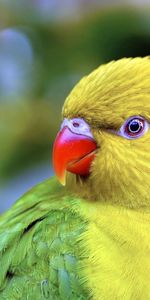 Animals,Parrots,Bird,Beak,Color