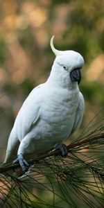 Animals,Parrots,Bird,Cockatoo