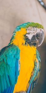 Animals,Parrots,Bird,Color