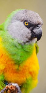 Animals,Parrots,Bird,Motley,Senegalese Parrot,Multicolored