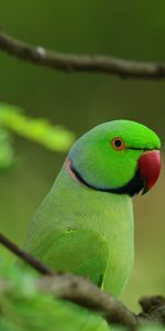 Animals,Parrots,Bird,Wood,Tree,Branches,Leaves