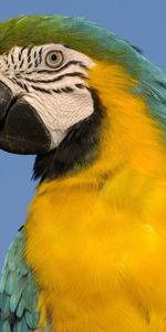 Animals,Parrots,Birds