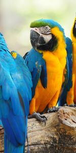 Animals,Parrots,Birds