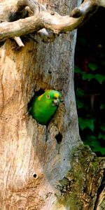 Animales,Birds,Loros