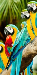 Animals,Parrots,Birds