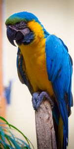 Animals,Parrots,Bright,Bird,Macaw,Feather