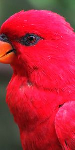 Brillante,Loros,Guacamayo,Animales