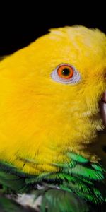 Animals,Parrots,Color,Dark,Beak