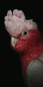 Animals,Parrots,Pink,Bird,Cockatoo,Portrait,Funny