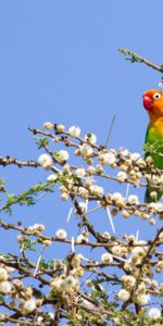 Animals,Parrots,Wood,Motley,Tree,Branches,Multicolored