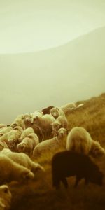 Brouillard,Domaine,Berger,Animaux,Champ,Pâturage,Des Moutons,Mouton