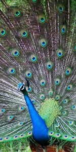 Animals,Patterns,Bird,Tail,Pose,Male,Peacock