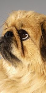 Animals,Pekingese,Dogs