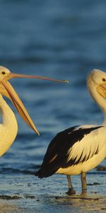 Animals,Pelicans,Birds