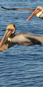 Pélicans,Oiseaux,Animaux,Mer