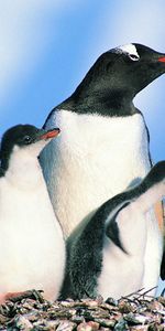 Birds,Stones,Familia De Pingüinos,Familia Pingüino,Animales,Pingüinos