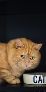 Animals,Pet,Bowl,Sight,Opinion,Redhead,Cat