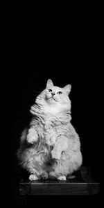 Animals,Pet,Bw,Chb,Cat