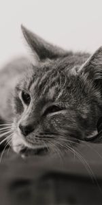 Animales,Mascota,Bw,Chb,Gato