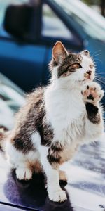 Animals,Pet,Cool,Paw,Cat