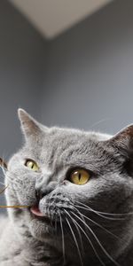 Animals,Pet,Grey,Cool,Cat,Funny