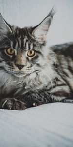 Animals,Pet,Grey,Opinion,Sight,Maine Coon,Maine,Cat