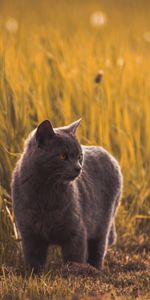 Animals,Pet,Grey,Russian Blue,Grass,Cat