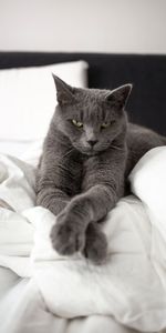 Animal Domestique,Chat Bleu Russe,Vue,Opinion,Animal,Animaux,Chat