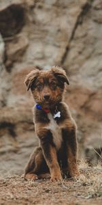 Animals,Pet,Nice,Puppy,Dog,Brown,Sweetheart