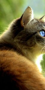 Animals,Pet,Opinion,Sight,Profile,Cat