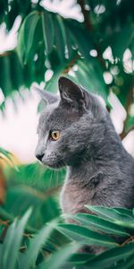 Animals,Pet,Profile,Cat