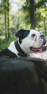 Animal Domestique,La Langue Est Sortie,Langue Saillante,Bouledogue,Animaux,Chien,Profil