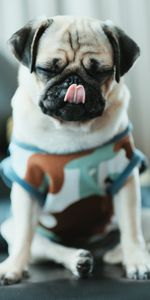 Animals,Pet,Puppy,Pug,Dog,Funny