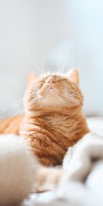 Animals,Pet,Redhead,Asleep,Sleeps,Cat,Funny