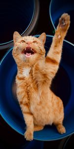 Animals,Pet,Redhead,Paw,Cat,Funny