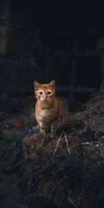 Animal Domestique,Vue,Opinion,Roux,Animaux,Animal,Chat