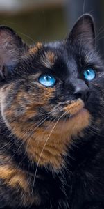 Mascota,Visión,Ojos Azules,De Ojos Azules,Carey,Animales,Tortuga,Opinión,Gato