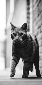 Mascota,Visión,Opinión,Animal,Una Mascota,Animales,Bw,Paso,Gato,Chb