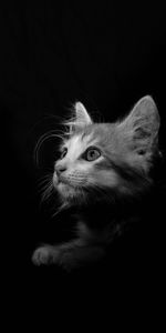 Animals,Pet,Sight,Opinion,Bw,Chb,Cat