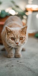 Animal Domestique,Vue,Opinion,Animaux,Chat