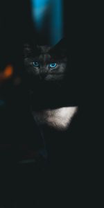 Animal Domestique,Vue,Animaux,Opinion,Yeux,Sombre,Chat