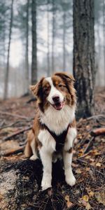 Animal Domestique,Vue,Opinion,Animaux,Marron,Chien