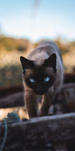 Animals,Pet,Sight,Opinion,Siamese,Animal,Cat