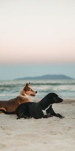 Animaux,Animaux Domestiques,Chiens,Plage